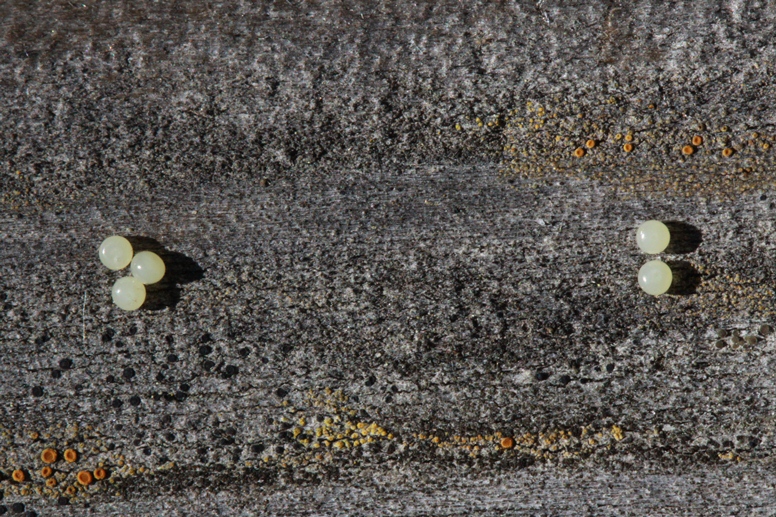 oak moth eggs